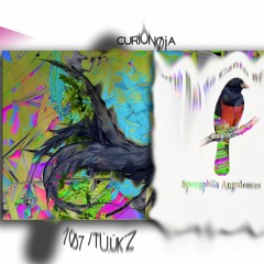 707, Tùukz - Curiónoia (Original Mix)