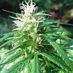 D.L.O. the Iceman x Defe Defe - Kawałek Drogi (Bitels Blend)