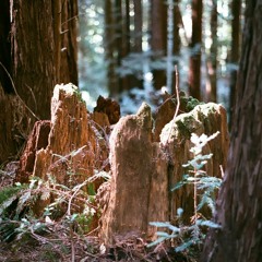 PACIFIC YEW - (((( Prop Root ))))