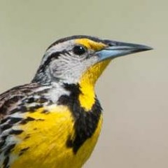 Meadowlark - Fleet Foxes Cover