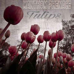 Manthom Phenace - Tulips