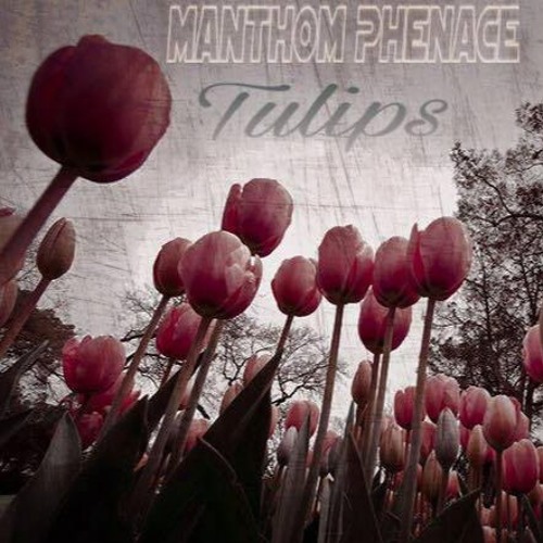 Manthom Phenace - Tulips