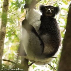 Indri Chorus - Andasibe, Madagascar