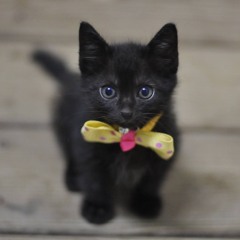 oh~women demo by Bodhi's Cat