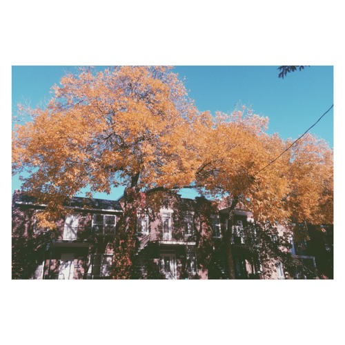 A t a m o n e _ A u t u m n L e a v e s