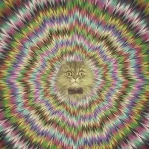 hai