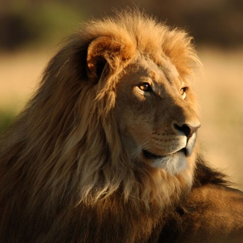 Shaun Frank Philly Opener - Live Preview