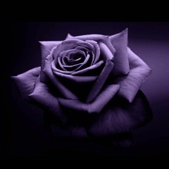 Late Night Solace (Enchanted Forest Sessions Vol 6)