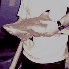 Shark Holderz