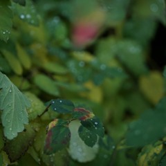 12_lys_skip_mahoney_the_casuals_chop