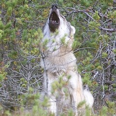 Wolf Pack Youngsters recorded by Mats Bentmar using a Telinga PRO-8 MK2 dish (stereo)