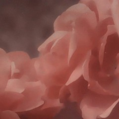 Die Blumen in der Sonne sehen gut aus