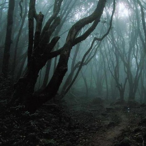 Brain Impact - Nico's adventure in the forest