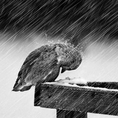 موسيقي.. ليـالـى الشمـال الحـزينـه