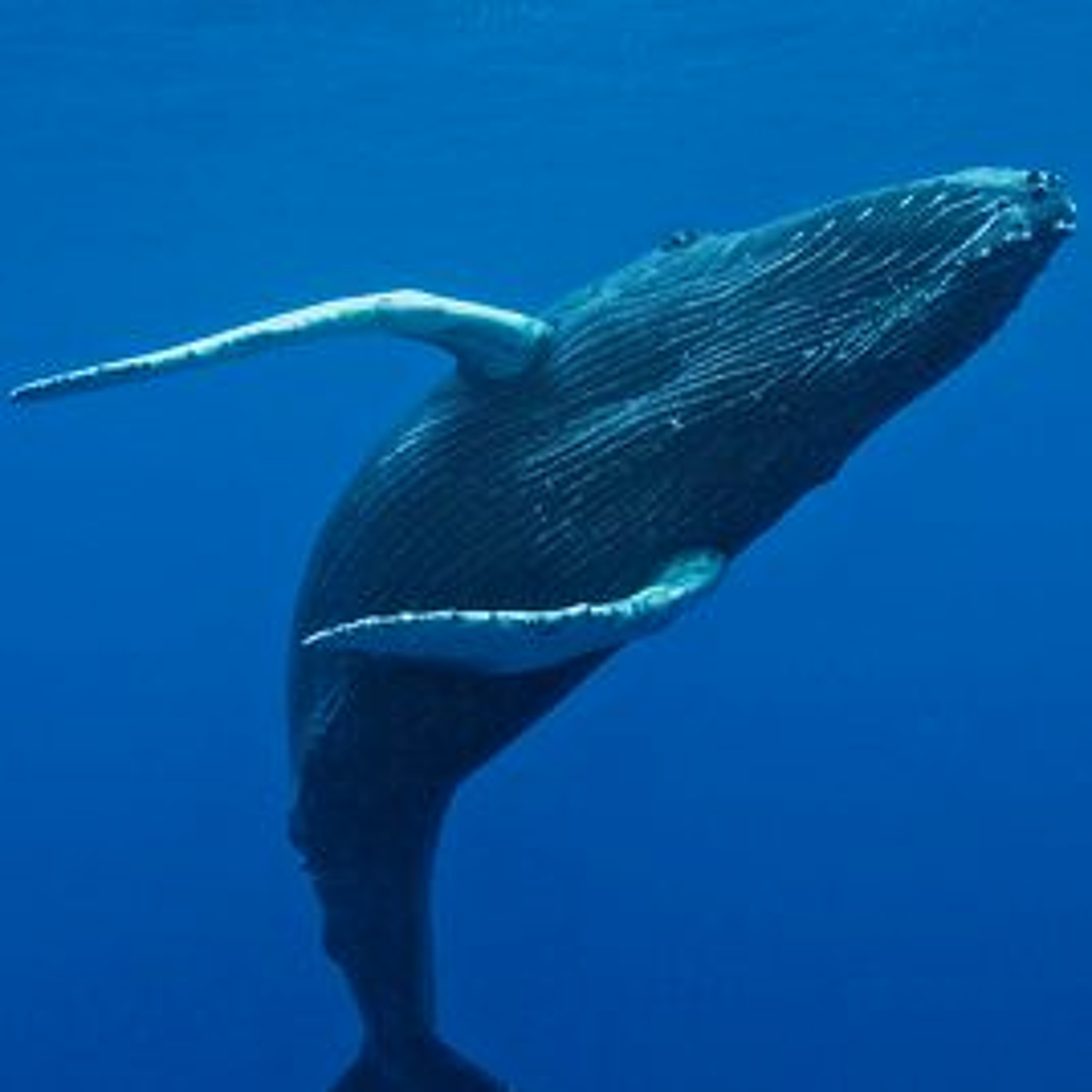 (2000) Whales episode artwork