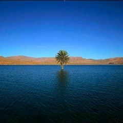 Scam's Oasis