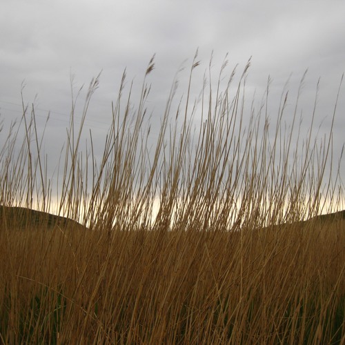 A Blustery Northerly Breeze Across The North Pond