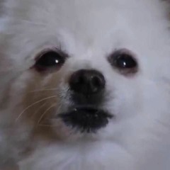 Nyan Dog