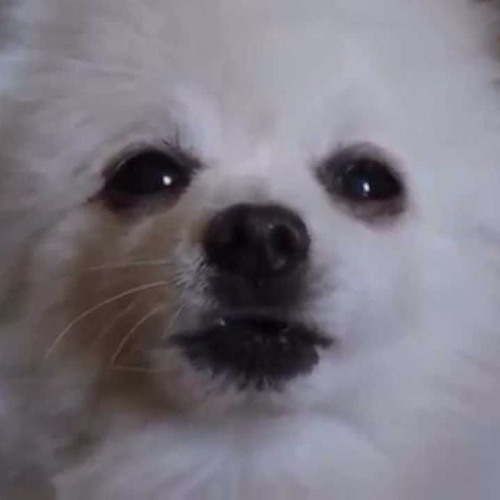 Nyan Dog