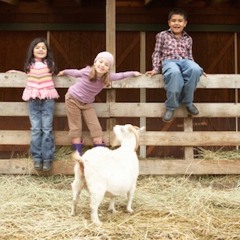 1425 - MegTodd - Animals on the Farm