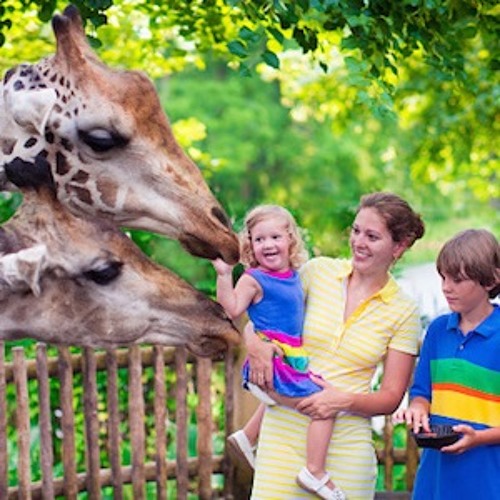 1426 - Animals at the  Zoo