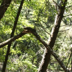 Psychoanalysis And Tom (Writing Reference)