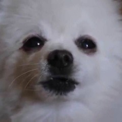 Danew - Gabestorm 2.0 (Darude - Sandstorm) (Gabe the Dog Remix)