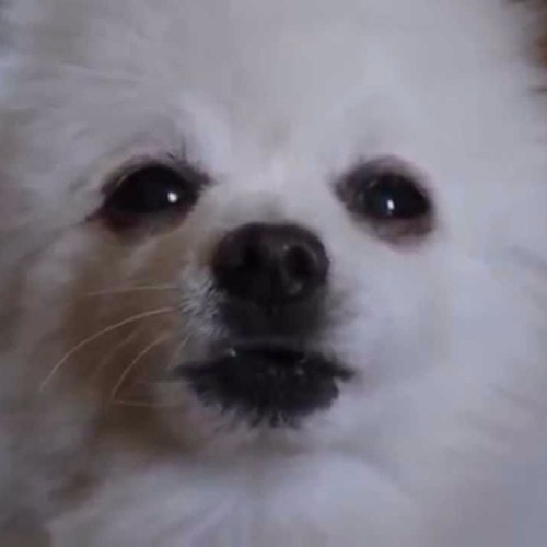 Danew - Gabestorm 2.0 (Darude - Sandstorm) (Gabe the Dog Remix)