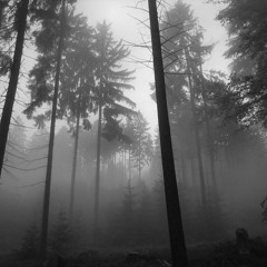 Foggy Forest