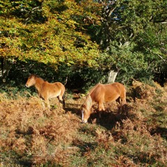 New Forest  - an autumnal soundscape