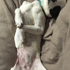 Revolution Of The Dead - Perception