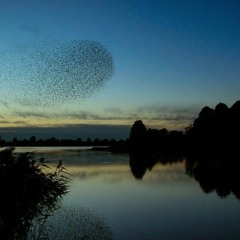 Als alle lichten zijn gedoofd