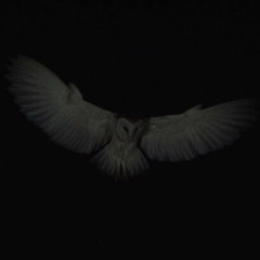 TMTTMF x THE DEVIL STRIGOI - NGTWL (PROD SOLVE)