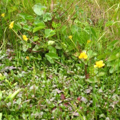 A  Brisk Midday On Skokholm By The Well Enclosure