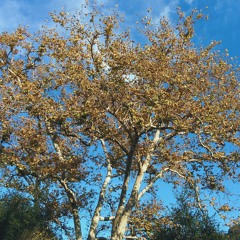 when autumn whispers