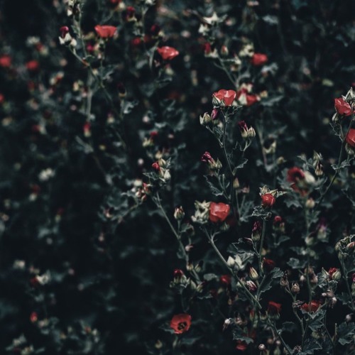 intro (an act of faith)