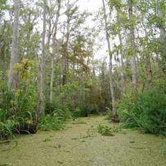 Mildew [Melody based Dubstep]