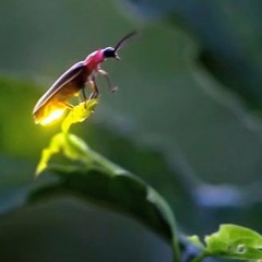 Fire Files- DJ Phong