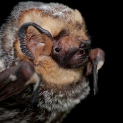 Hoary Bat (Lasiurus cinereus)