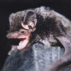 Silver-haired Bat (Lasionycteris noctivagans)