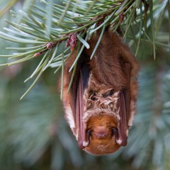 Eastern Red Bat (Lasiurus borealis)