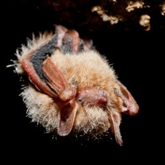 Tricolored Bat (Perimyotis subflavus)