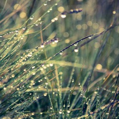 Jardin d'hiver - Cover