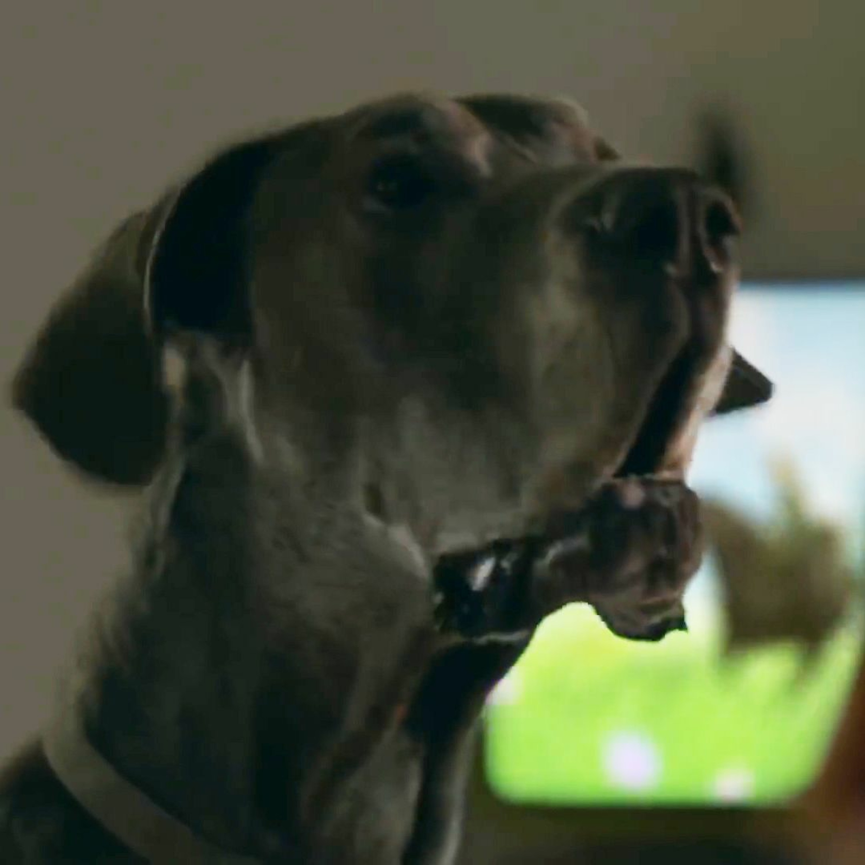 The Eurogamer Podcast #17 - What's the story with that dog in the Nintendo Switch trailer?