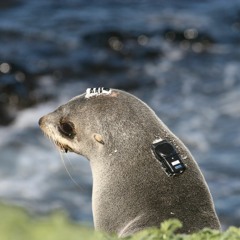 FE: Duncan & Tiphaine Jeanniard-du-Dot on accelerometers, energy expenditure and Antarctic fur seals