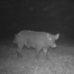 姆ㄗ姆ㄗ夜裡哭哭