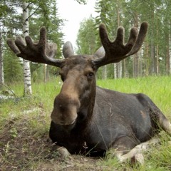 Karin & Filip - Avsnitt 8 - Björnar, Älgar Och Andres Lokko