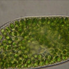 Symbiont - Paramecium Busaria