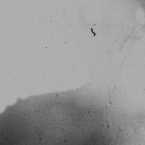 AMSP Special Edition Tape - 15 Steps snippet
