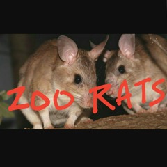 ZOO RATS -RM1- IG.mp3